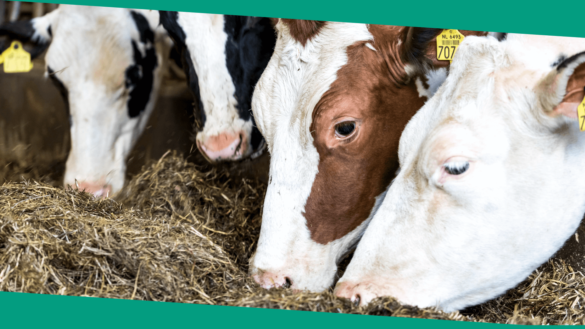 A starter guide on dairy cattle lighting-01